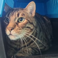 MAX, chat à adopter