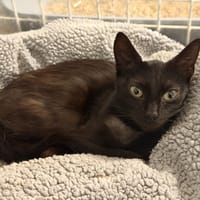 NOISETTE, chatte à adopter