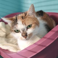 NALA 9.7, chatte à adopter