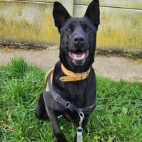 IRIS, chienne à adopter