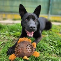 IRIS, chienne à adopter