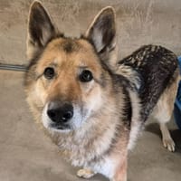 OLYMPE QCN, chienne à adopter