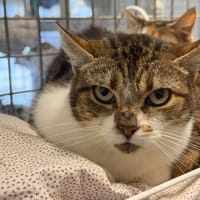 MOUCHE, chatte à adopter