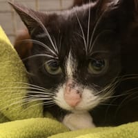 MIKETTE, chatte à adopter