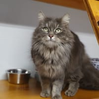 Pensée, chatte à adopter