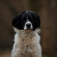 Cailloux, chien à adopter