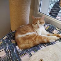 Upsilon PAB28549, chat à adopter