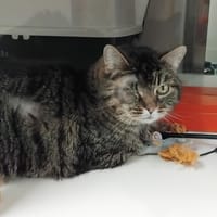 Oria PAB28550, chatte à adopter