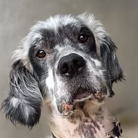 Roxon, chien à adopter