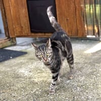 Alliwell, chatte à adopter