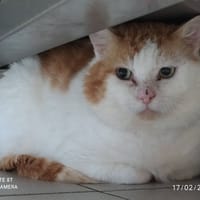 MAVERICKS QCT, chat à adopter