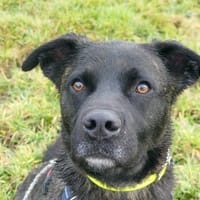 JOBARD, chien à adopter