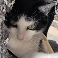 BOONE, chat à adopter