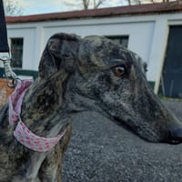 CARIDAD, chienne à adopter