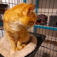 Aladin chat adulte  roux, chat à adopter