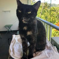 GOJIRA chatte ecaille de tortue, chatte à adopter