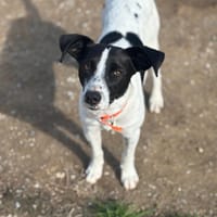 Ozzy, chien à adopter