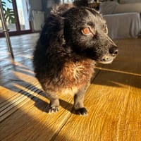 Hickie, chien à adopter