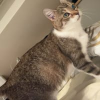 KITTY, chatte à adopter