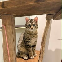 Césario, chat à adopter