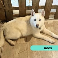 Ades, chien à adopter