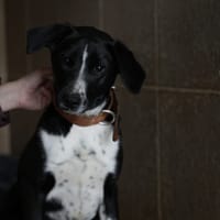 AMANDA, chienne à adopter
