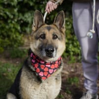 DUNA, chienne à adopter