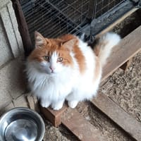 Barak, chat à adopter