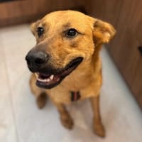 Wandzia, suczka do adopcji