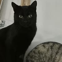 Laskar, chat à adopter