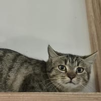 Akila, chatte à adopter