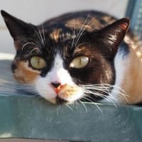 Hübsche, liebe Katze Wanda, Katze zur Adoption