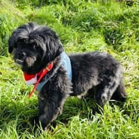 Cherry ein tolles Shih tzu Mädchen, Hündin zur Adoption