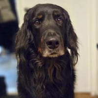 Arko - ländl. Zuhause,Garten wäre gut, Hund zur Adoption