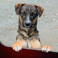 Arnaud ist ein pfiffiger, lieber Kerl!, Hund zur Adoption