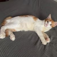 Hübscher, lieber Kater Tyr, Kater zur Adoption