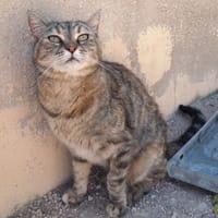 Liebe, zutrauliche Katze Micaela, Katze zur Adoption