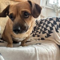 Handicap Goldschatz sucht Zuhause, Hund zur Adoption