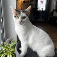 Schmusekatze ANNABELLE sucht ihr Zuhause, Katze zur Adoption