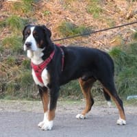 Barnie, Hund zur Adoption