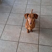 Kisvakond, Hund zur Adoption