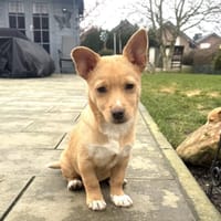 Luka ein tolles Kerlchen, Hund zur Adoption