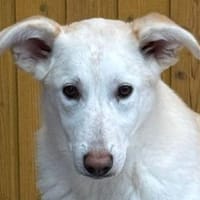 SINA-freundliche, liebe Jung-Hündin,59cm, Hündin zur Adoption