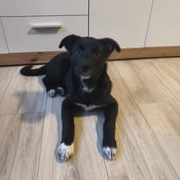 Die süße Bella sucht ihre Famile, Hündin zur Adoption