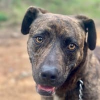 Lieber unkomplizierter Bardino PITI, Hund zur Adoption