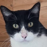 MINO-ruhiger,zurückhaltender Kater, Katze zur Adoption