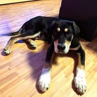 ❤Amadeus - große Pfoten - großes Herz!, Hund zur Adoption