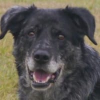 JACKO-liebenswerter Senior-Rüde,51 cm, Hund zur Adoption