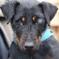 TARA braucht dringend ein Zuhause, Hündin zur Adoption