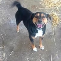 Gomboc möchte wieder eine Familie, Hund zur Adoption